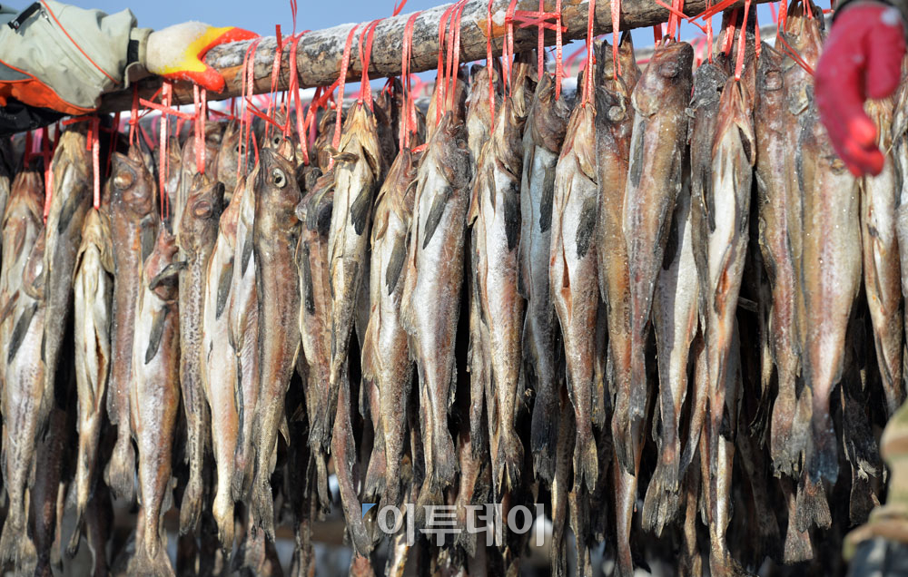 ▲강원 평창군 대관령면 황태덕장에 명태가 주렁주렁 매달려 있다.