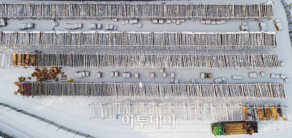▲강원 평창군 대관령면 황태덕장에 눈이 쌓여있다. 명태는 덕장에서 얼었다 녹았다를 반복해 이듬해 봄 황태로 출하된다. 최유진기자 strongman55@