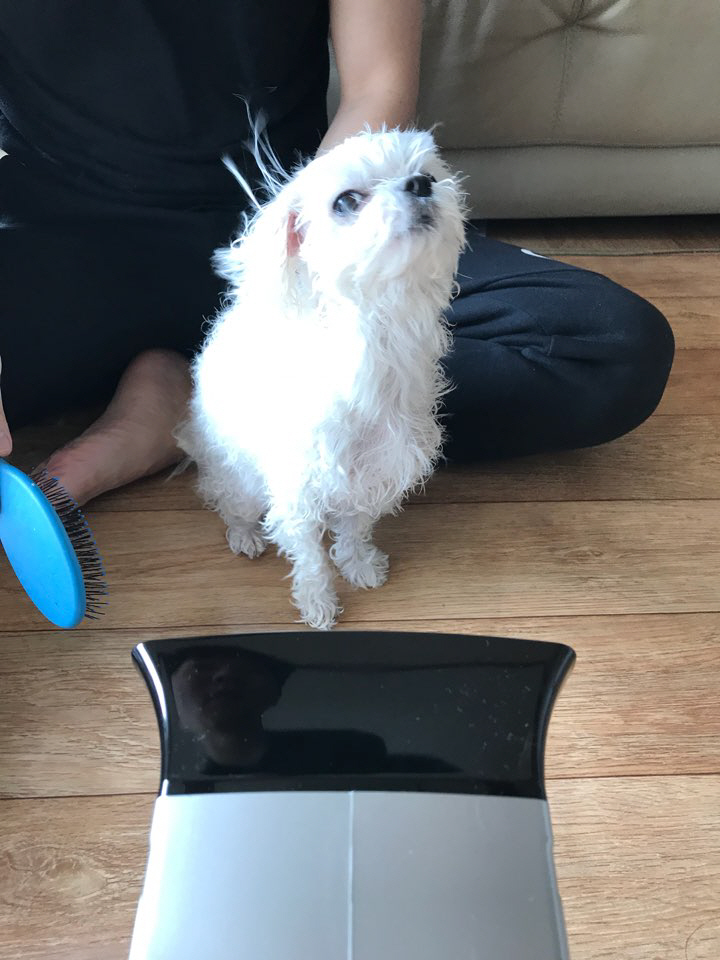 ▲경기도주식회사의 애견 드라이기를 활용해 반려견의 털을 말리고 있다.