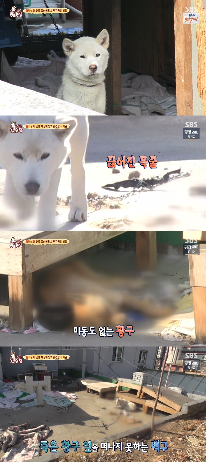 (출처=SBS '동물농장' 방송캡처)