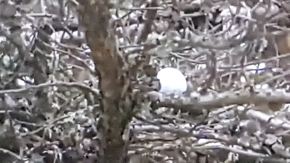 ▲나무가지에 걸린 메리트의 볼(사진=SBS골프채널 TV 최ㅏㄹ영)