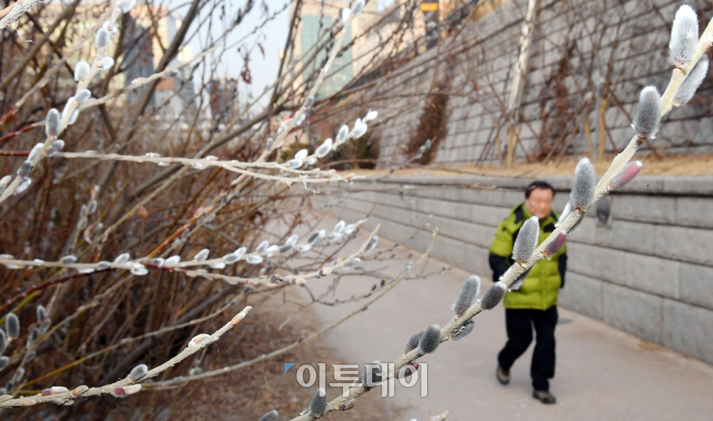 ▲대동강이 풀린다는 절기 우수(雨水)인 19일 오전 서울 청계천 관수교 인근에 버들강아지가 은빛 꽃봉오리를 피우고 있다. 기상청은 당분간 평년과 비슷한 기온분포를 보이겠으나 내륙을 중심으로 낮과 밤의 기온차가 클 것으로 예보했다. 이동근 기자 foto@(이투데이DB)