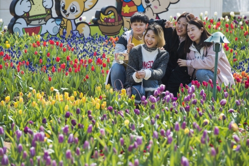 ▲올봄 꽃 축제의 서막을 알리는 에버랜드 ‘튤립축제’. 사진제공=에버랜드