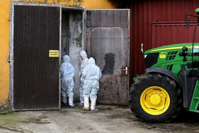 ▲독일 방역 요원들이 2015년 9월 2일 치명적 돼지 전염병인 아프리카돼지출혈열(ASF)이 발생한 드레스덴의 한 농가에서 방역작업을 하고 있다.(EPA연합뉴스)