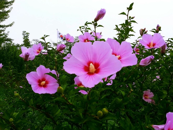 ▲대한민국의 국화 무궁화(산림청)