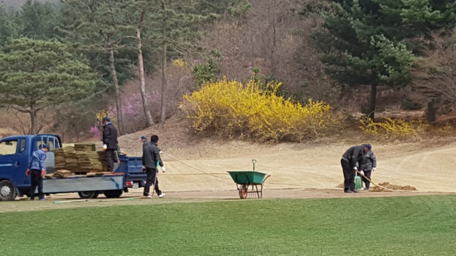 ▲블루원 용인은 본격적인 시즌을 맞아 티잉 그라운드 잔디 교체작업을 하고 있다.