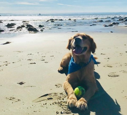 (▲사진=다니엘 헤니-류 쿠마가이 인스타그램 )