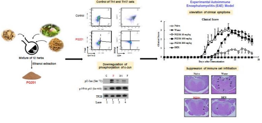 ▲천연물 신약 'PG201'이 마우스 모델에서 다발성경화증 치료효과를 확인했다. (출처, Bae et al., 2018, Phytomedicine, DIO:10.1016/j.phymed.2018.04.026, Graphical abstract 참조)