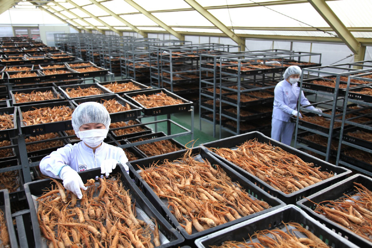 ▲홍삼 자연건조라인.