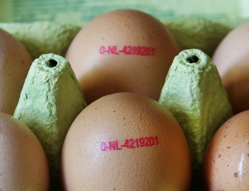 ▲미국 노스캐롤라이나주의 한 농가에서 살모넬라 감염이 발생해 약 2억 개의 달걀이 리콜됐다. 미국 식품의약국(FDA)은 소비자들에게 오염된 계란 섭취를 피하라고 촉구했다. AP뉴시스