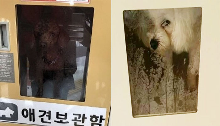 ▲15일 논란이 된 푸들 방치 사진(사진 왼쪽), 지난 2015년 애견 학대 논란이 불거졌던 마트 물품보관함 애견방치 사진(출처=온라인 커뮤니티)