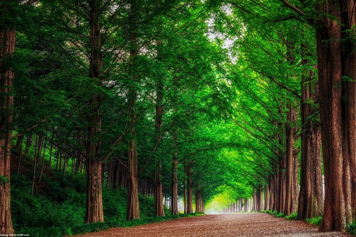 ▲담양 메타세콰이어길. 사진제공=인터파크투어