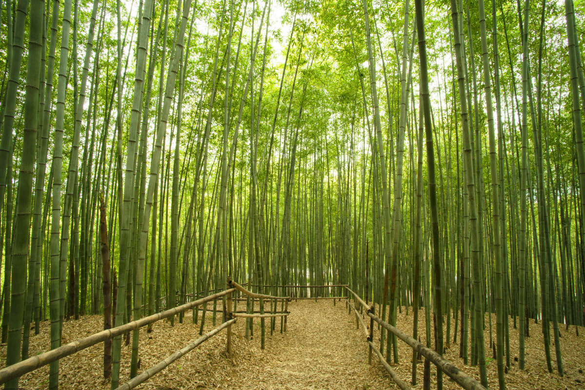 ▲담양 죽녹원. 사진제공=인터파크투어