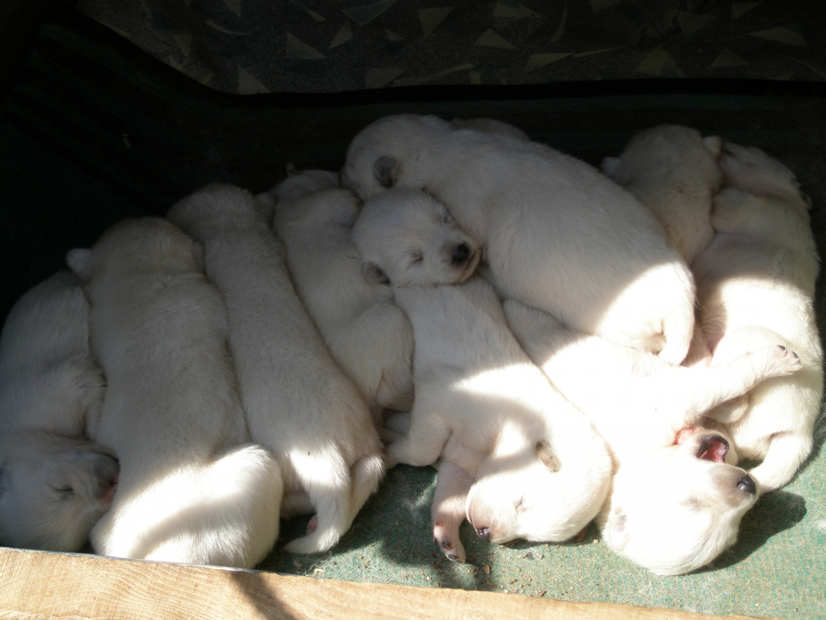 ▲2000년 남북정상회담 당시 북한 김정일 국방위원장이 고(故) 김대중 전 대통령에게 선물한 풍산개가 2009년 새끼 10마리를 낳았다.(사진제공=영암군)