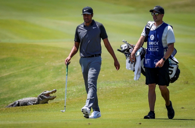 ▲9번홀에서 악어가 지켜보는 가운데 토니 피나우(미국)가 캐디와 함께 페어웨이를 걸어가고 있다.(사진=PGA)