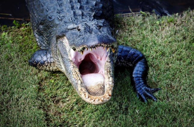 ▲9번홀에 등장한 악어가 섬뜩하게 입을 쩍 벌리고 있다.(사진=PGA)