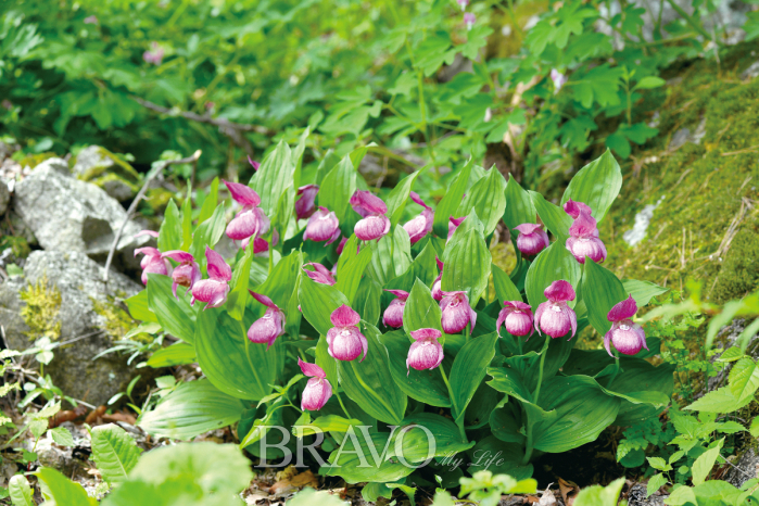 ▲복주머니란. 난초과의 여러해살이풀로 멸종위기종 2급. 학명은 Cypripedium macranthos Swartz(김인철 야생화 칼럼니스트)