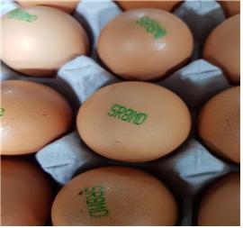 ▲전남 나주 금천양계 농장 계란의 난각표시(농림축산식품부)