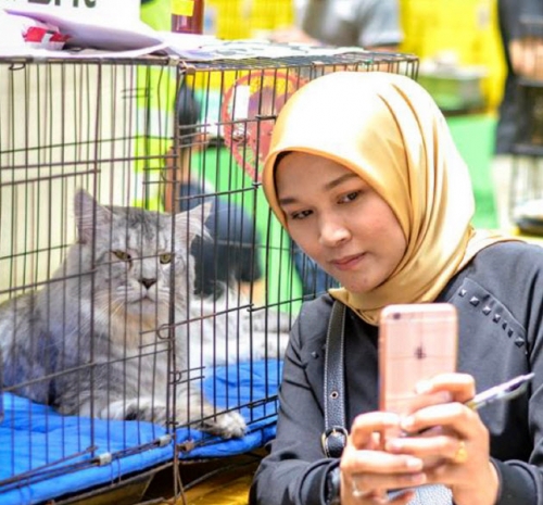 ▲말레이시아 쿠알라룸푸르에서 열린 ‘고양이 엑스포’에서 관람객이 고양이와 사진을 찍고 있다. 니혼게이자이신문

