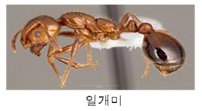 ▲붉은불개미 일개미(농림축산검역본부)