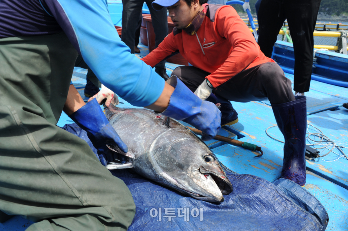 ▲통영 욕지도에서 참다랑어를 출하하기 위해 포획하고 있다.