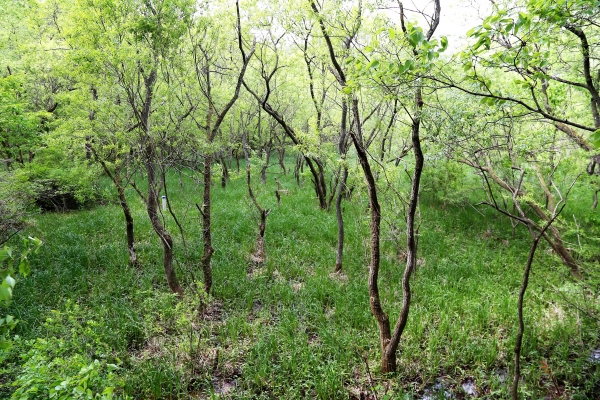 ▲원시습지 형태로 복원된 운곡습지의 모습(사진제공=한국관광공사)