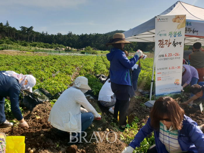 ▲감자캐기에 여념이 없는 체험객들(최은주 동년기자)