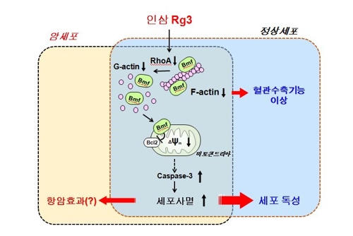 (제공=서울대 약학과 정진호 교수 연구팀)