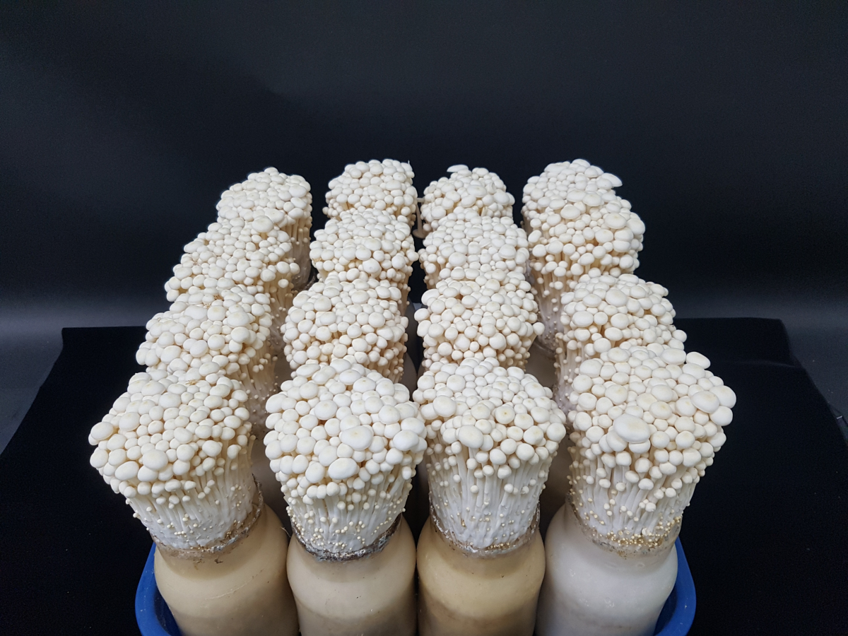 ▲백색팽이 '백승'(농촌진흥청)