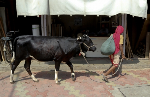 ▲지난해 4월 28일(현지시간) 인도 뭄바이에서 한 여성이 소를 끌고 걸어가고 있다. 뭄바이/AP연합뉴스

