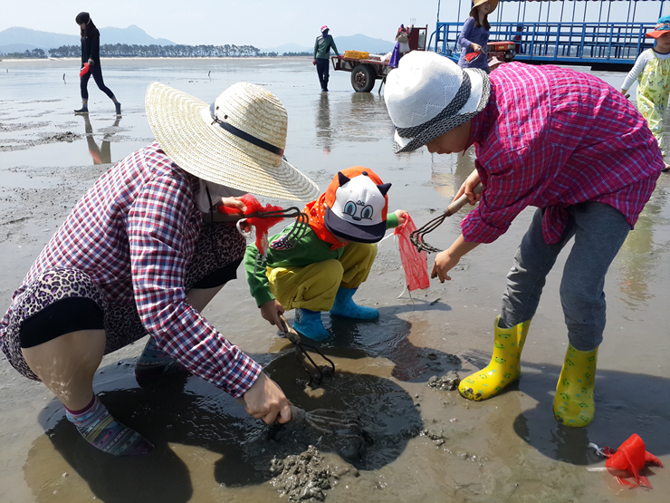 ▲고창갯벌에서 갯벌체험을 하고 있는 모습.(해양수산부)