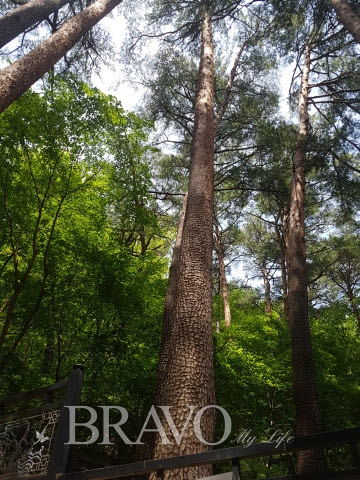 ▲미인송(美人松), 수령 110년을 갓 넘긴 키 32m의 늘씬한 소나무이다. 산림청 임업연구원이 한국을 대표하는 소나무의 혈통보존을 위해 10여 년의 연구와 엄격한 심사를 통해 선정되었다. (김신묵 동년기자)