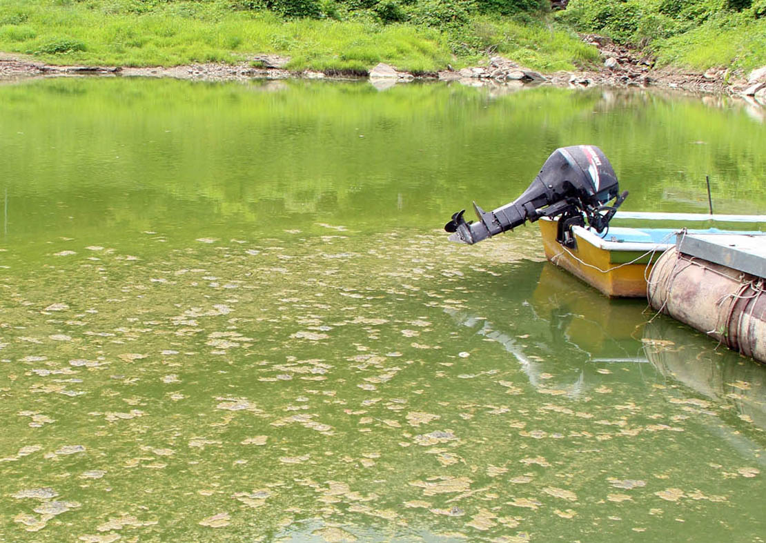 ▲대청호의 녹조(뉴시스)