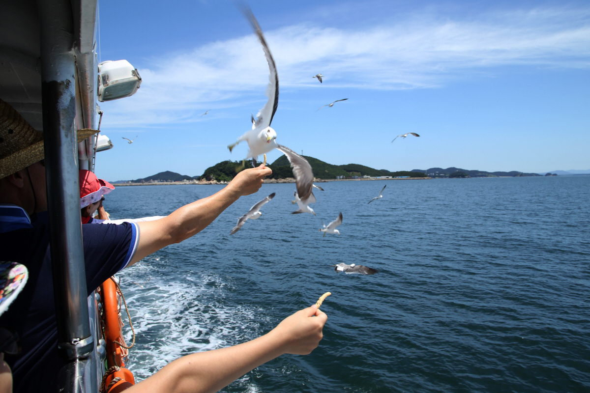 ▲태안 안흥유람선에서 갈매기 먹이주기. 사진제공=한국관광공사
