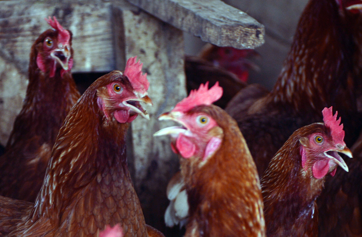 ▲24일 충북 증평군의 한 양계장.(뉴시스)