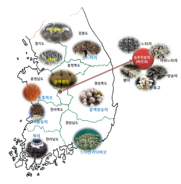 ▲지역별 주요 특화버섯 분포(농촌진흥청)
