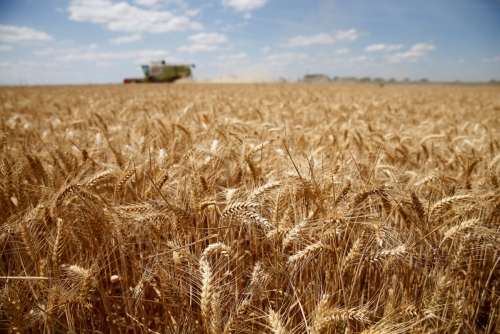 ▲프랑스 북부 솜에서 한 농부가 밀을 수확하고 있다. 2일(현지시간) 파이낸셜타임스(FT)는 밀 생산량 감소와 우크라이나의 수출제한 예고로 밀값이 상승했다고 보도했다. 솜/로이터연합뉴스