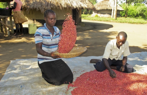 ▲지난해 11월 우간다의 은워야구의 한 농부 부부가 콩을 고르고 있다. 은워야/AP뉴시스