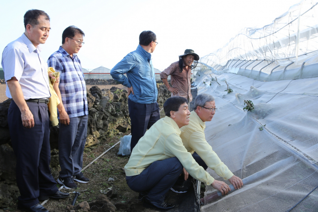 ▲NH농협손해보험 오병관 대표이사는 지난 24일, 제주도 서귀포시 소재 원예 농가를 방문해 태풍피해 현장을 점검하고 농가를 위로했다. 오병관 대표이사(오른쪽 첫번째)가 강덕재 농협중앙회 상호금융사업지원본부장(오른쪽 두 번째)과 원예시설 피해현황을 살펴보고 있다.(NH농협손해보험 제공)