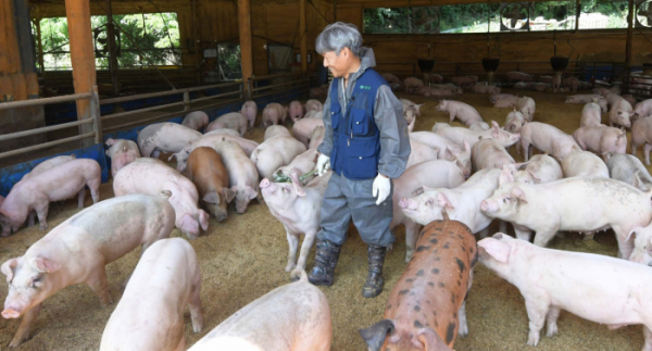 ▲경남 거창의 한 돼지 농장.(뉴시스)