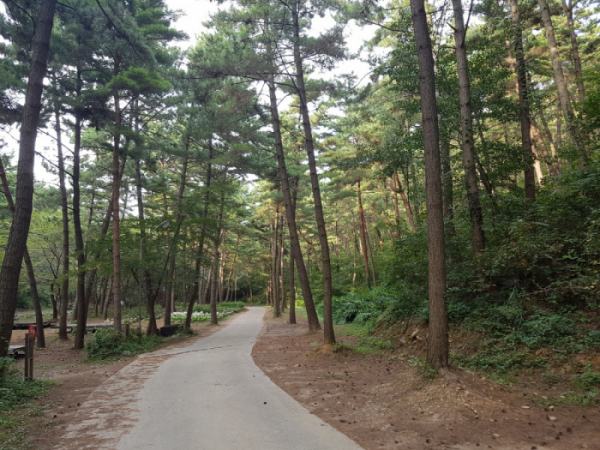 ▲'8월의 국유림 명품숲 '에 선정된 충남 서천군의 희리산 해송숲(산림청)