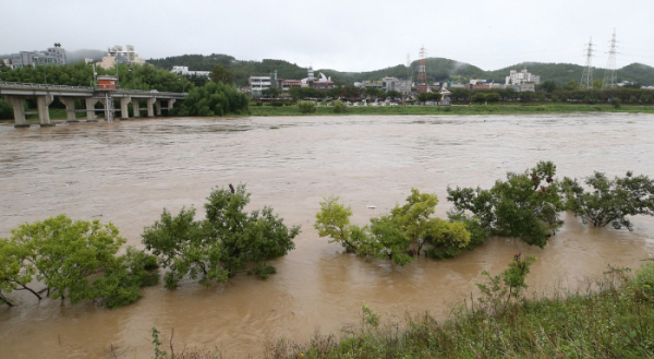 ▲26일 오후 울산 태화강에 호우로 강물이 불어나 나무가 물에 잠겨 있다.(연합뉴스)