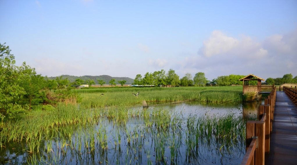 ▲시화호 갈대습지.(연합뉴스)