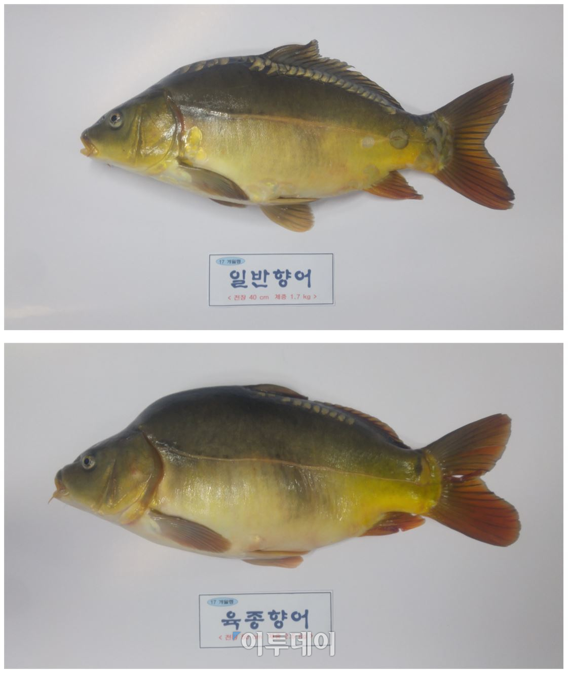 ▲국립수산과학원은 일반 향어보다 성장속도가 약 40% 빠르고 소비자가 선호하는 육질형의 속성장 육종향어를 본격적으로 보급한다고 5일 밝혔다.(국립수산과학원)
