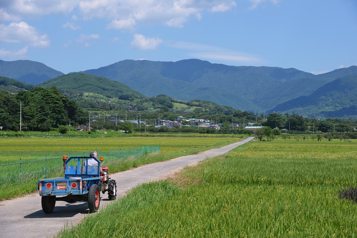 ▲평사리 들판의 신작로를 따르는 경운기.(사진제공=한국관광공사)