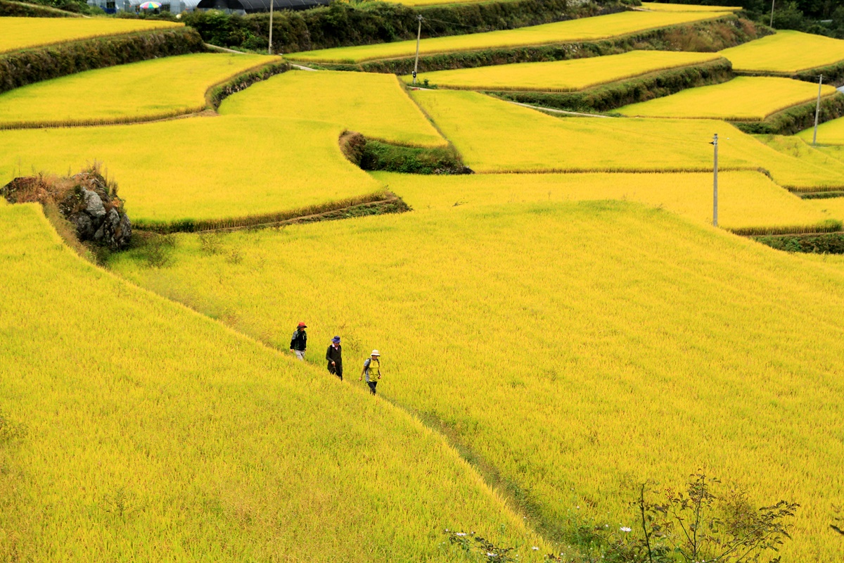 ▲상황마을 다랑이논.(사진제공=남원시청)
