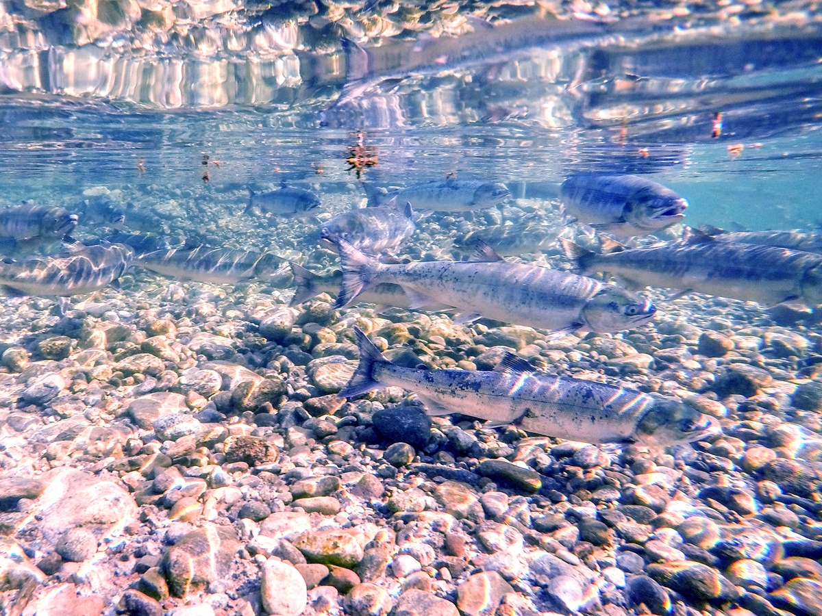 ▲남대천으로 회귀하는 연어 떼.(사진제공=한국수산자원관리공단)