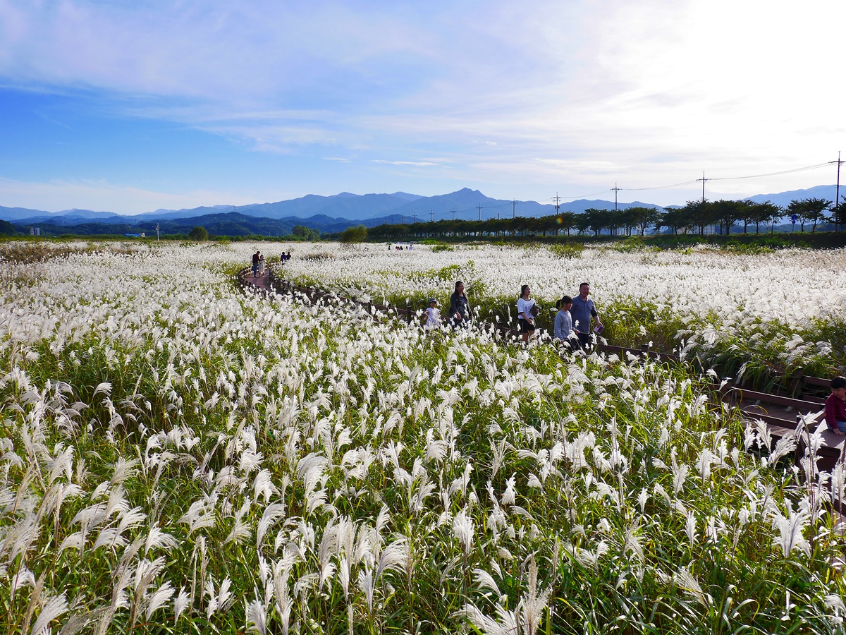 ▲가을이 깊어지면 남대천 갈대숲에 은빛물결이 출렁인다.(사진제공=양양군 문화관광과)