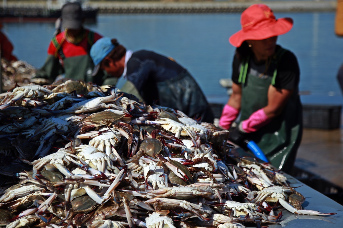 ▲가을이면 연평도는 꽃게 천국이다.(사진제공=한국관광공사)