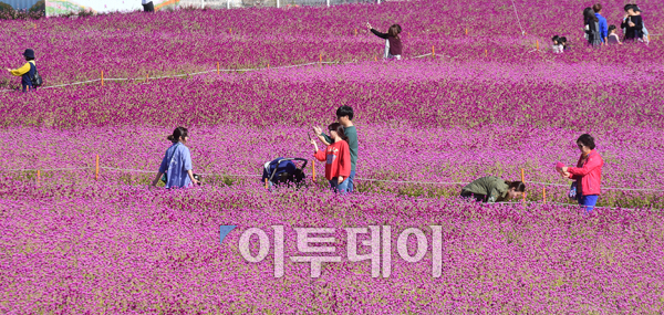 ▲완연한 가을날씨를 보인 30일 경기도 양주 나리공원에서 나들이객들이 천일홍을 보며 주말을 즐기고 있다. 고이란 기자 photoeran@